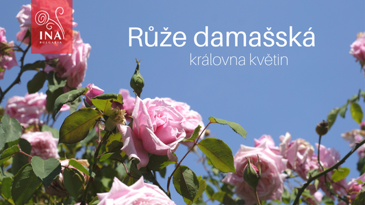 Důvod, proč chcete tekuté ZLATO ve své péči o pleť & vlasy – Královna květin InaEssentials