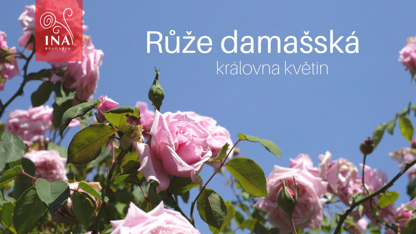 Důvod, proč chcete tekuté ZLATO ve své péči o pleť & vlasy – Královna květin InaEssentials