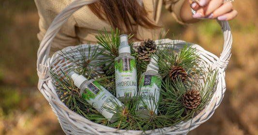 Jehličí borovice lesní Pinus sylvestris a Organická voda z Borovice lesní Hydrolina