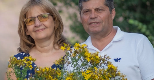 Třezalka tečkovaná Hypericum perforatum sklizená rodinou Ralchevi