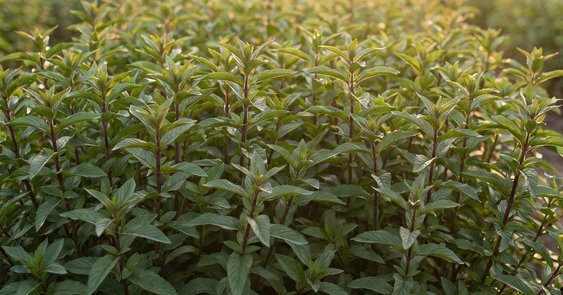Máta peprná Mentha piperita a Organická voda z Máty peprné Hydrolina
