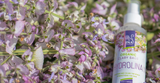 Šalvěj muškátová Salvia sclarea a Organická Šalvějová voda Hydrolina